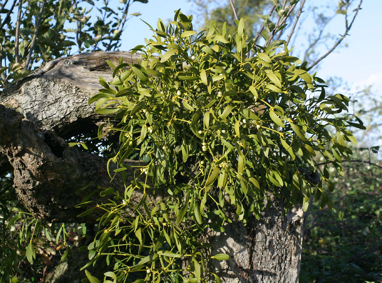 Image of European mistletoe