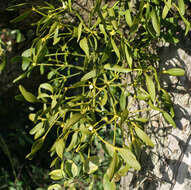 Image of European mistletoe