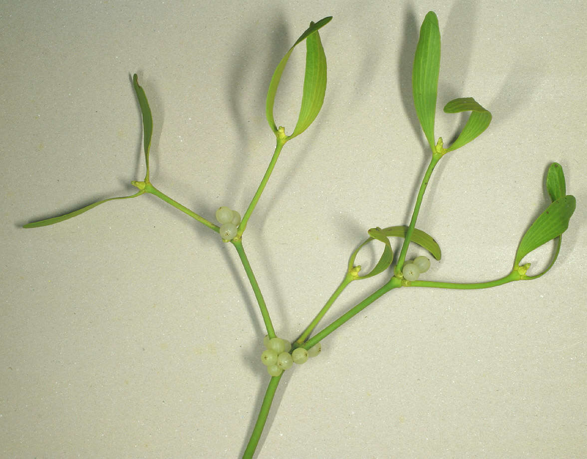 Image of European mistletoe