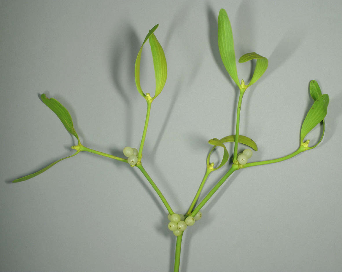 Image of European mistletoe