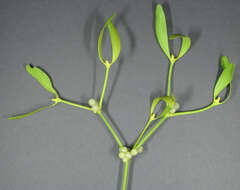 Image of European mistletoe