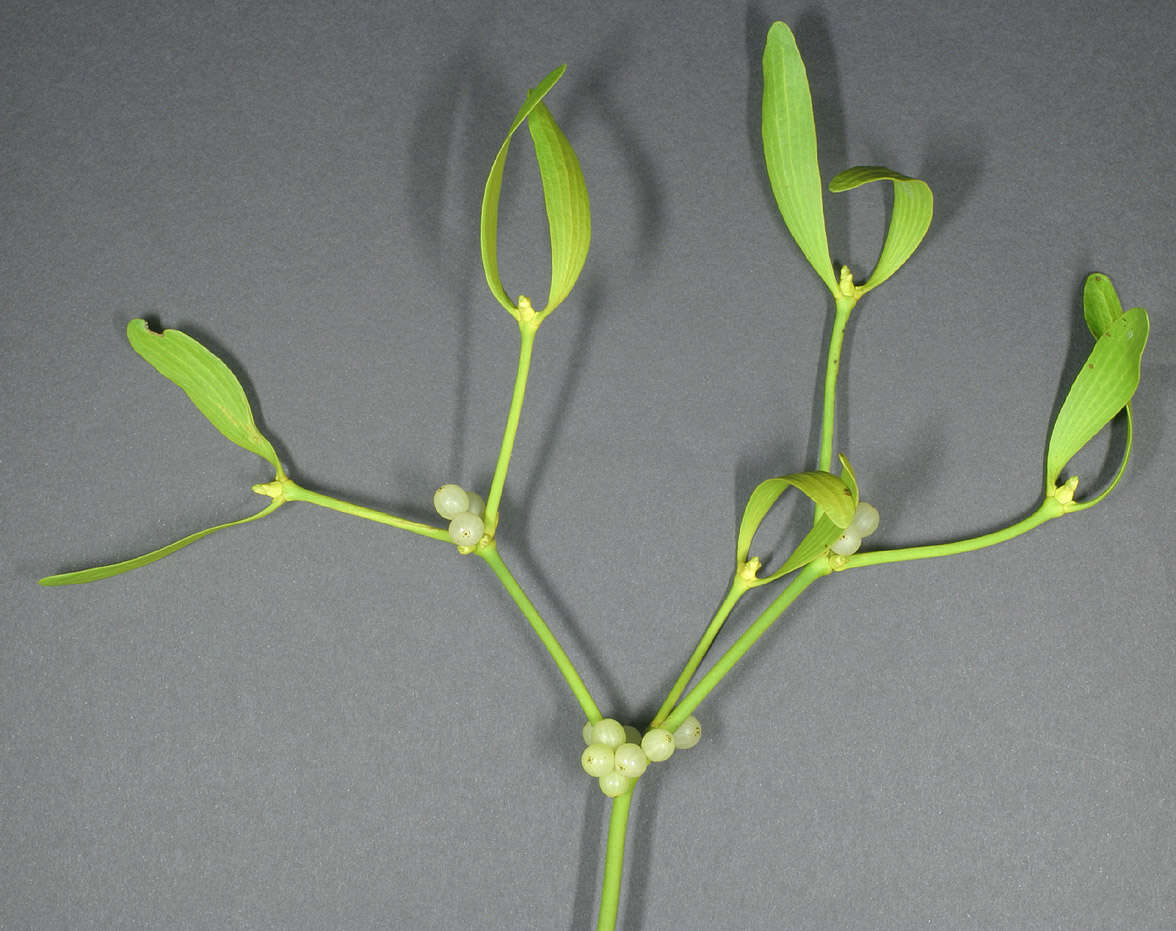 Image of European mistletoe