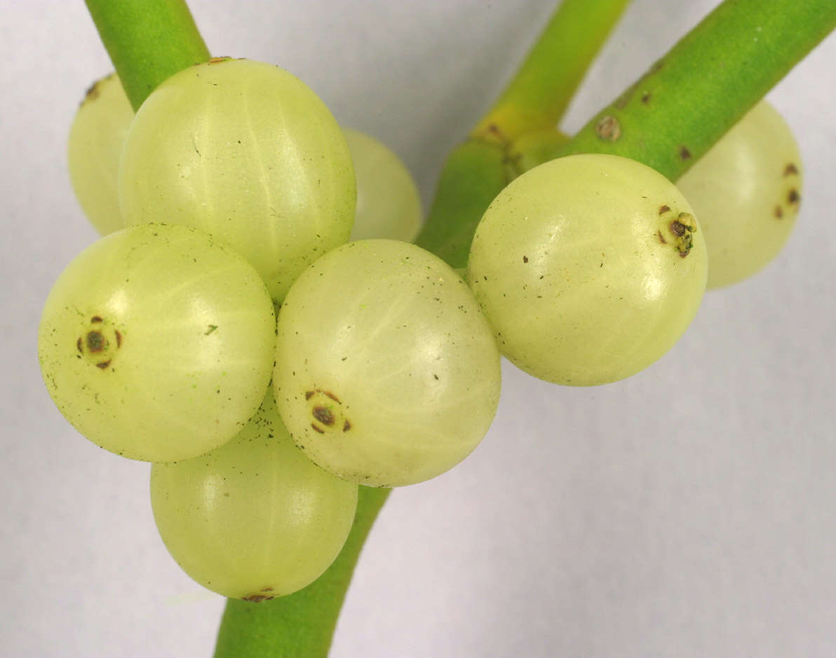 Image of European mistletoe