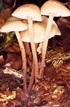 Image of Gymnopus confluens (Pers.) Antonín, Halling & Noordel. 1997