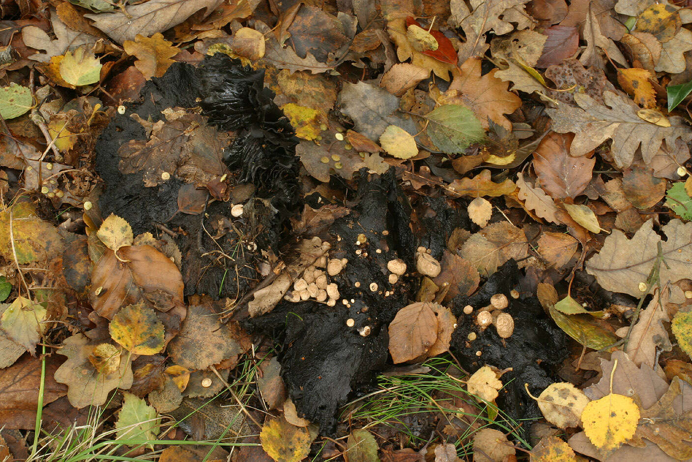 Image of Powdery Piggyback mushroom