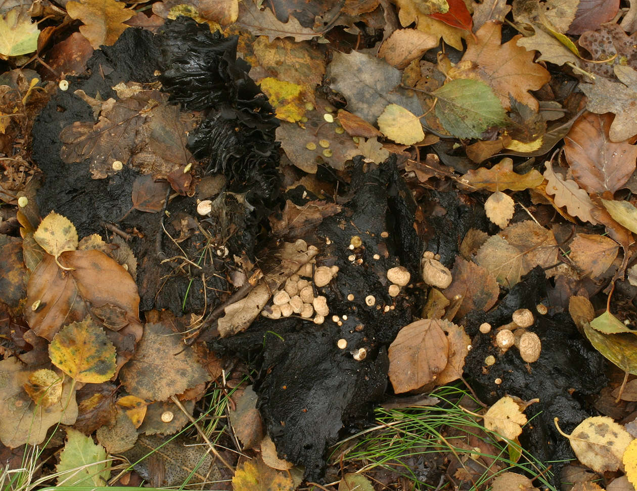 Image of Powdery Piggyback mushroom