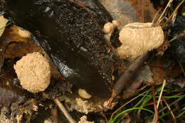 Image of Powdery Piggyback mushroom