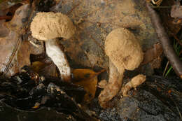 Image of Powdery Piggyback mushroom