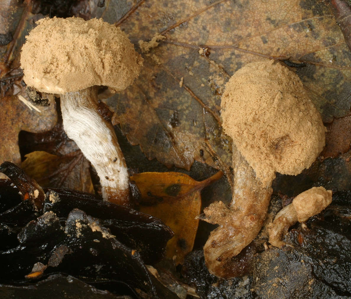 Image of Powdery Piggyback mushroom