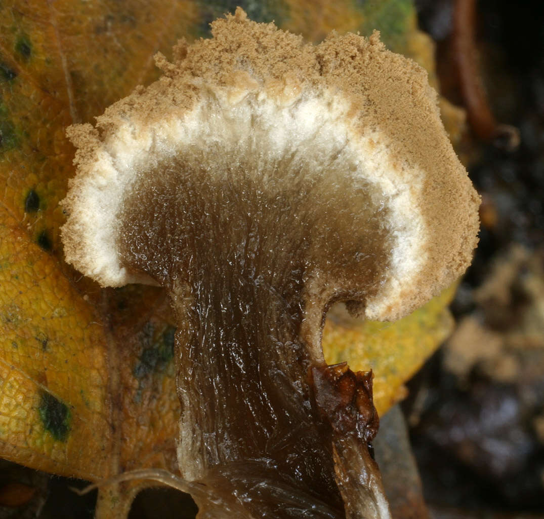 Image of Powdery Piggyback mushroom