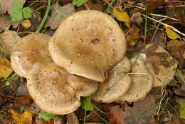 Image of Cortinarius infractus (Pers.) Fr. 1838