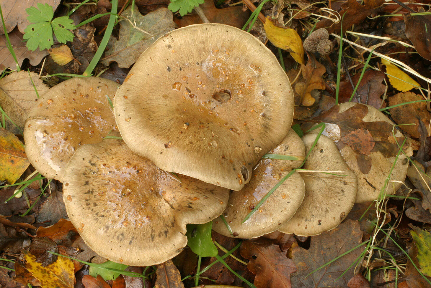 Image of Cortinarius infractus (Pers.) Fr. 1838