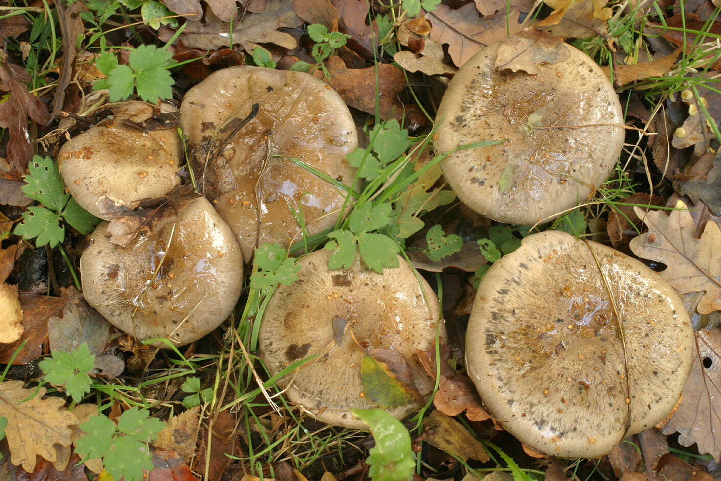 Image of Cortinarius infractus (Pers.) Fr. 1838