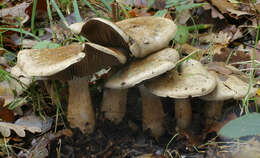 Image of Cortinarius infractus (Pers.) Fr. 1838