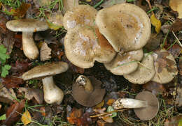 Image of Cortinarius infractus (Pers.) Fr. 1838