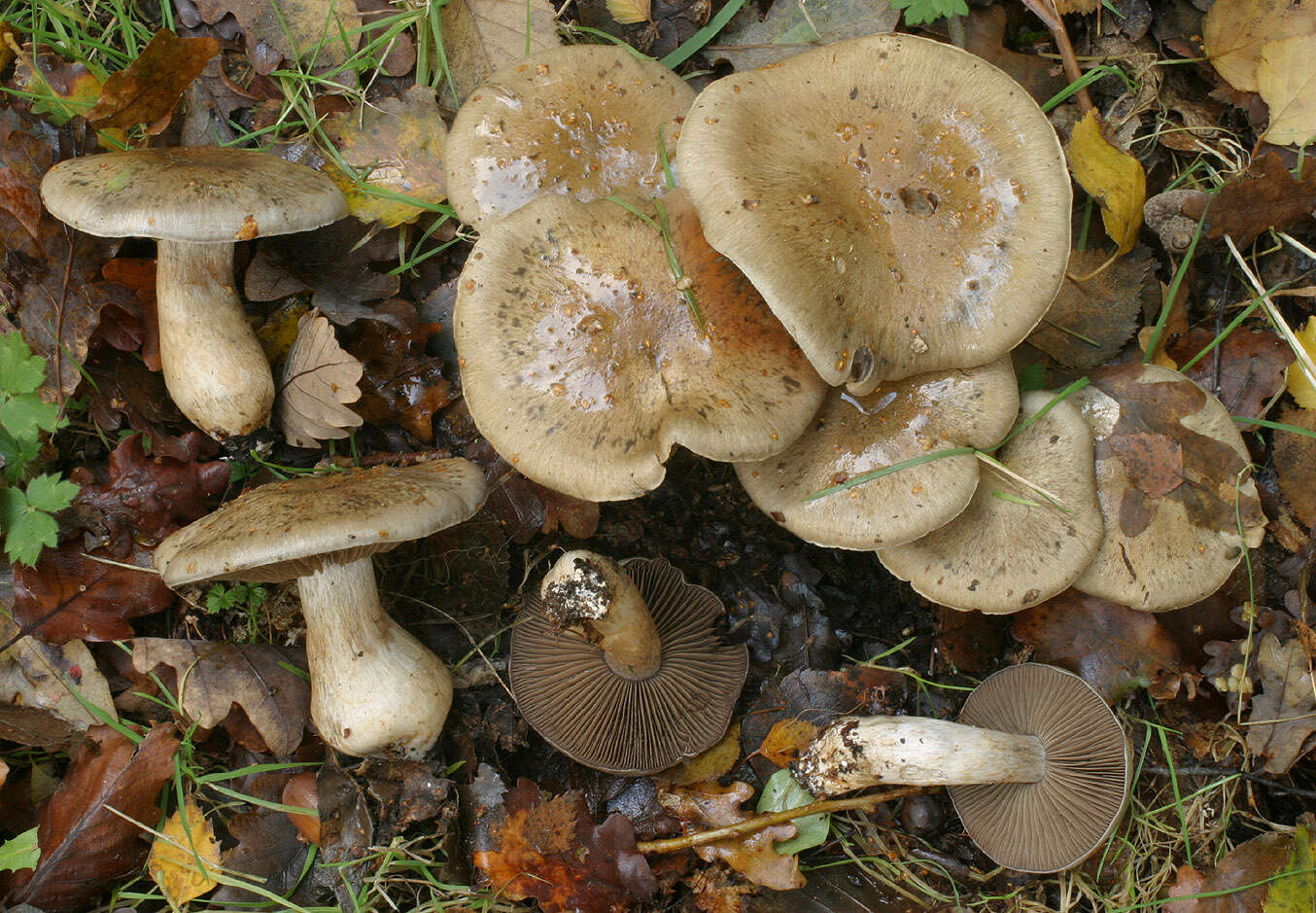 Image of Cortinarius infractus (Pers.) Fr. 1838