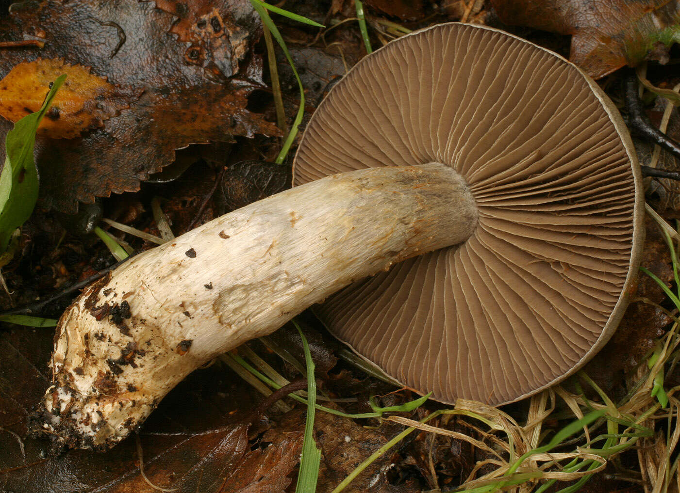 Image of Cortinarius infractus (Pers.) Fr. 1838