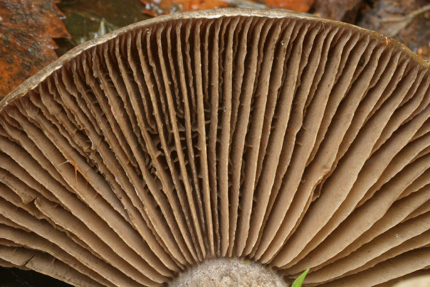 Image of Cortinarius infractus (Pers.) Fr. 1838