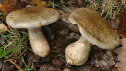 Image of Cortinarius infractus (Pers.) Fr. 1838