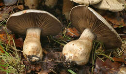 Image of Cortinarius infractus (Pers.) Fr. 1838