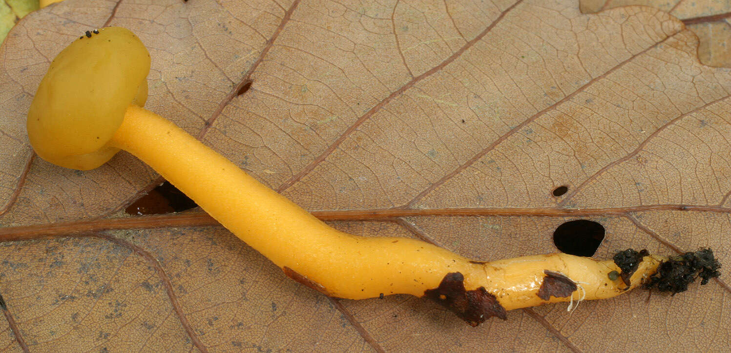 Image of Leotia lubrica (Scop.) Pers. 1797