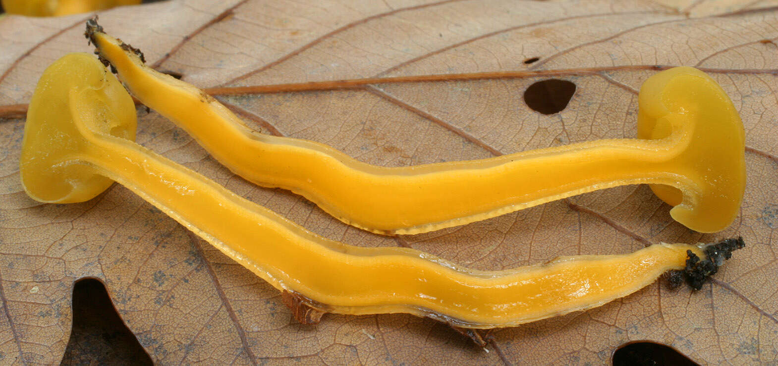 Image of Leotia lubrica (Scop.) Pers. 1797