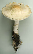 Lepiota ignivolvata Bousset & Joss. ex Joss. 1990 resmi