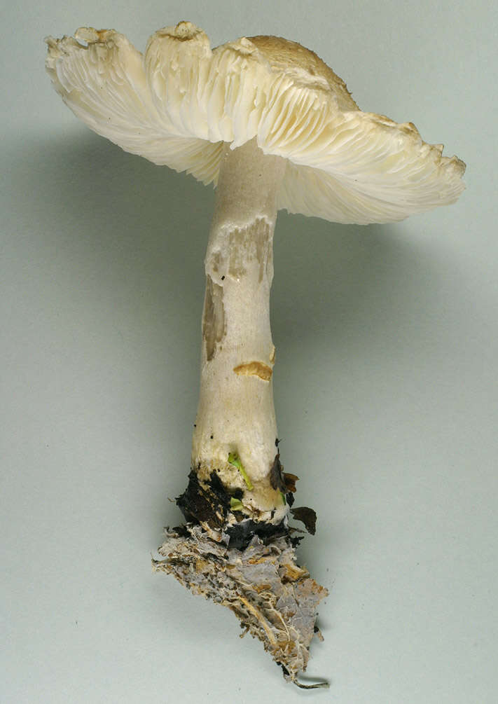 Lepiota ignivolvata Bousset & Joss. ex Joss. 1990 resmi