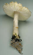 Lepiota ignivolvata Bousset & Joss. ex Joss. 1990 resmi