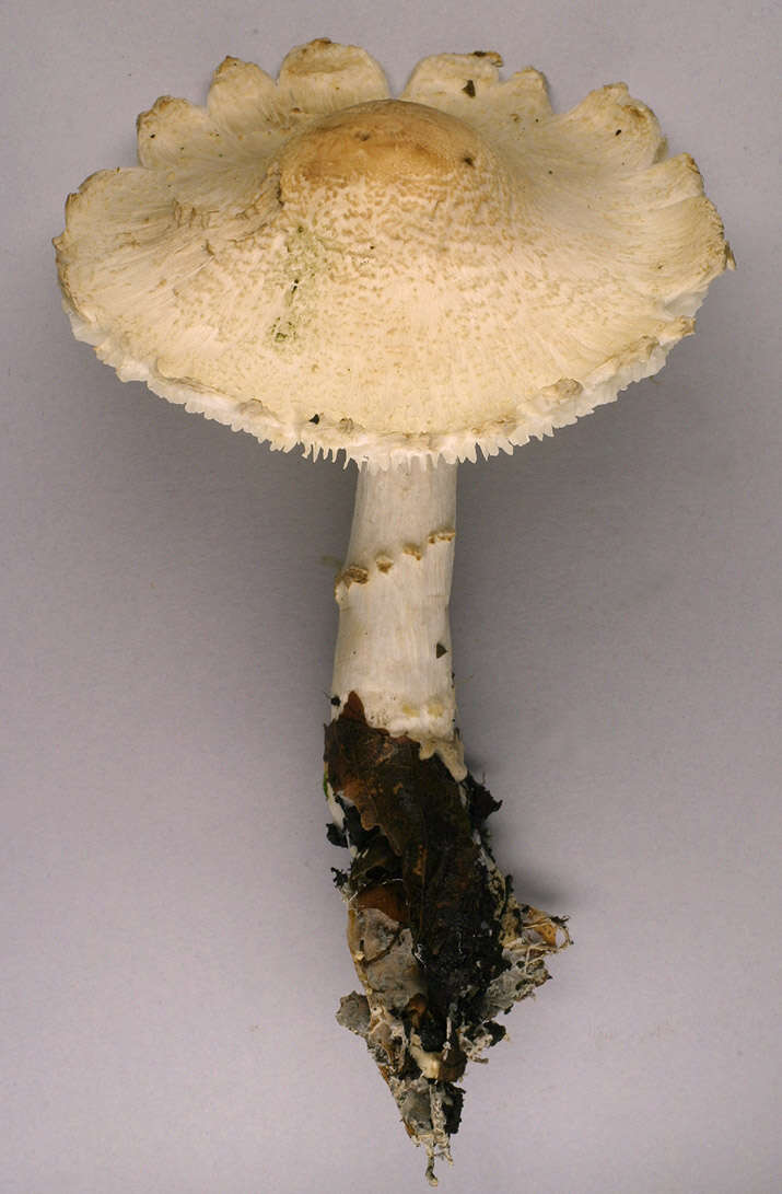 Lepiota ignivolvata Bousset & Joss. ex Joss. 1990 resmi