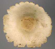 Lepiota ignivolvata Bousset & Joss. ex Joss. 1990 resmi