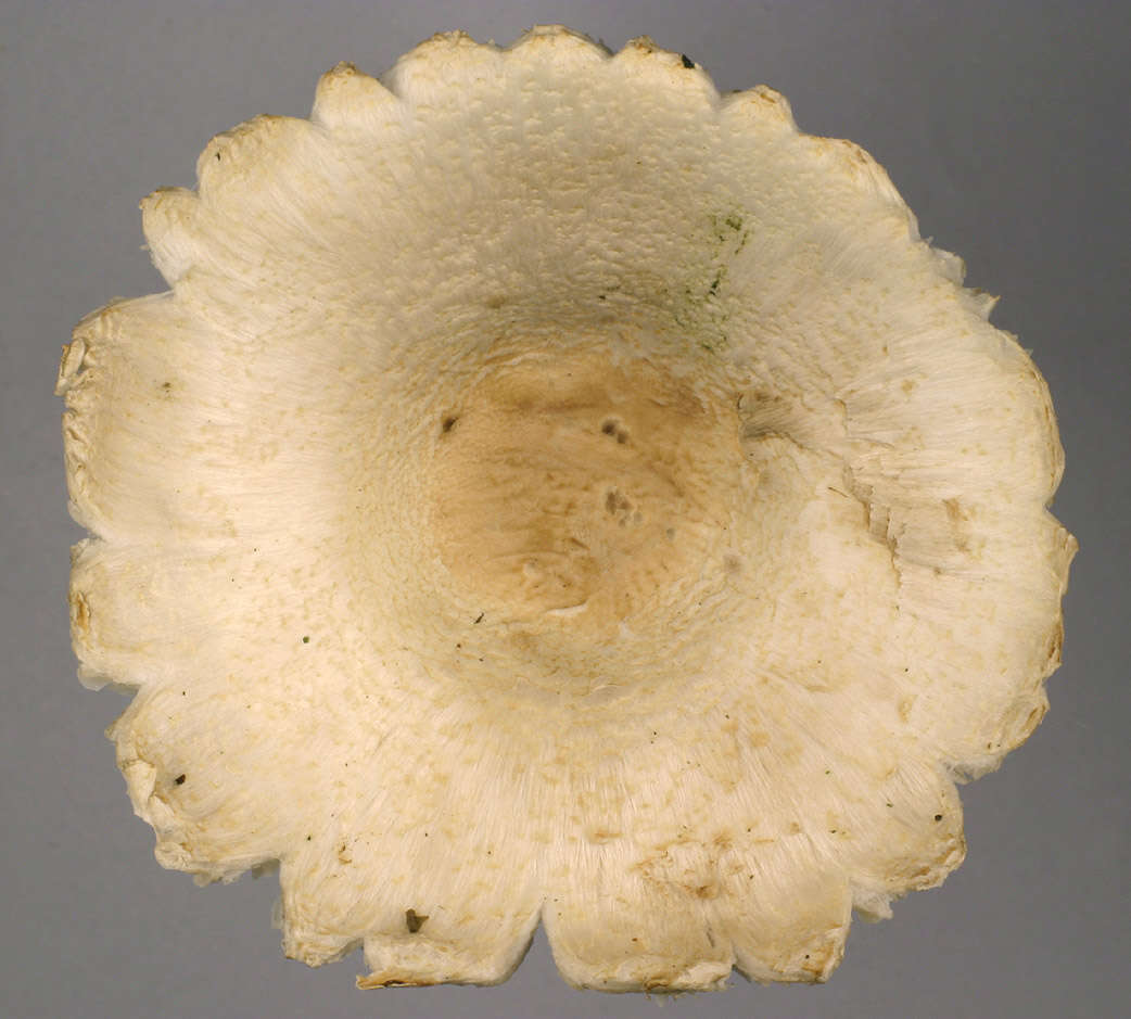 Lepiota ignivolvata Bousset & Joss. ex Joss. 1990 resmi