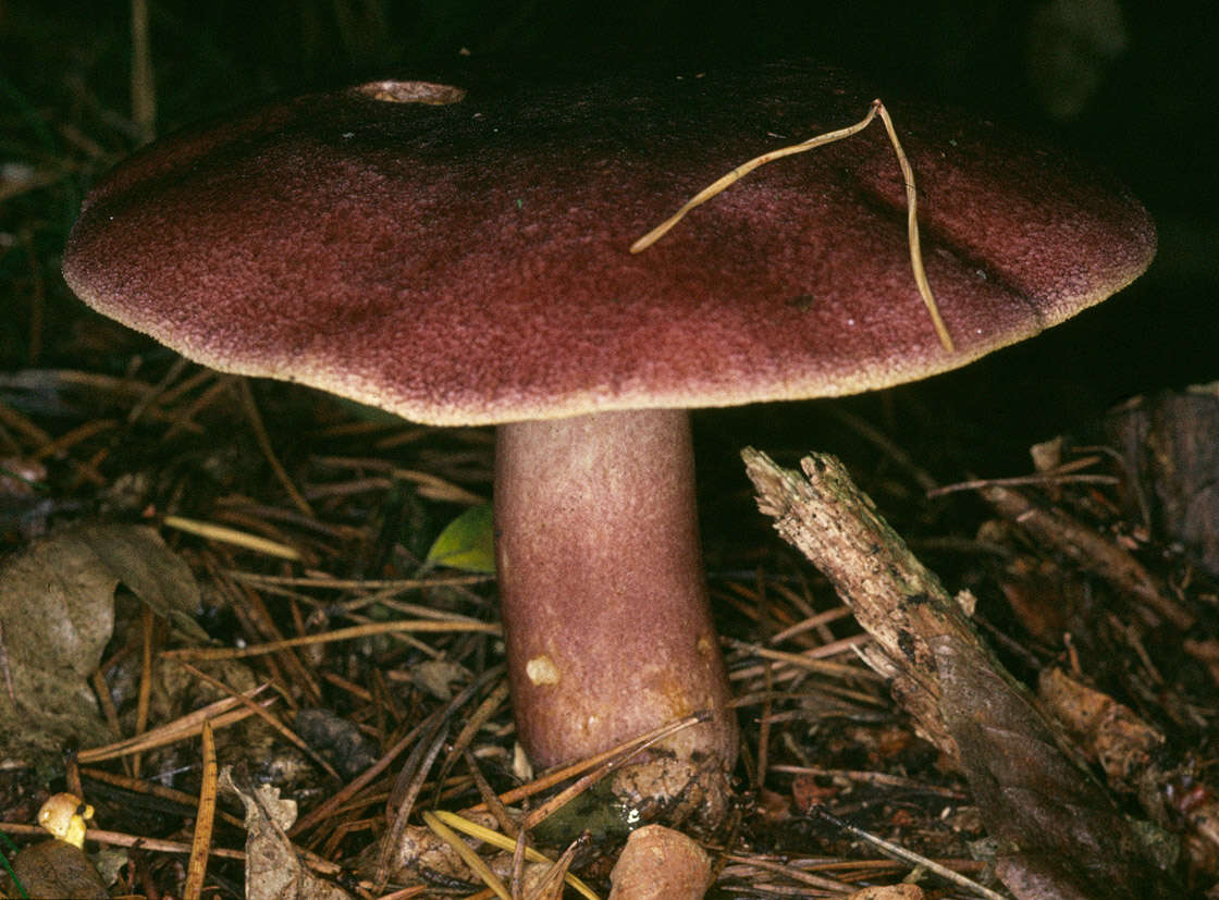 Image of Tricholomopsis rutilans (Schaeff.) Singer 1939