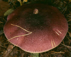 Image of Tricholomopsis rutilans (Schaeff.) Singer 1939