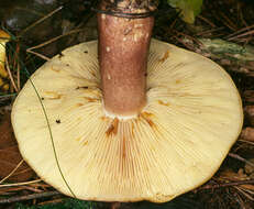 Image of Tricholomopsis rutilans (Schaeff.) Singer 1939