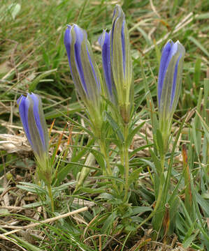 Image of marsh gentian