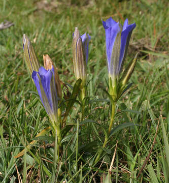 Image of marsh gentian