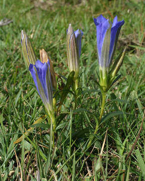 Image of marsh gentian