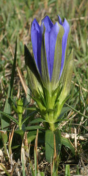 Image of marsh gentian