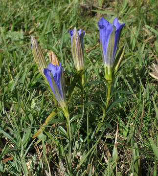 Image of marsh gentian