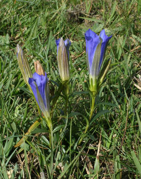 Image of marsh gentian