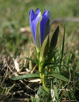 Image of marsh gentian