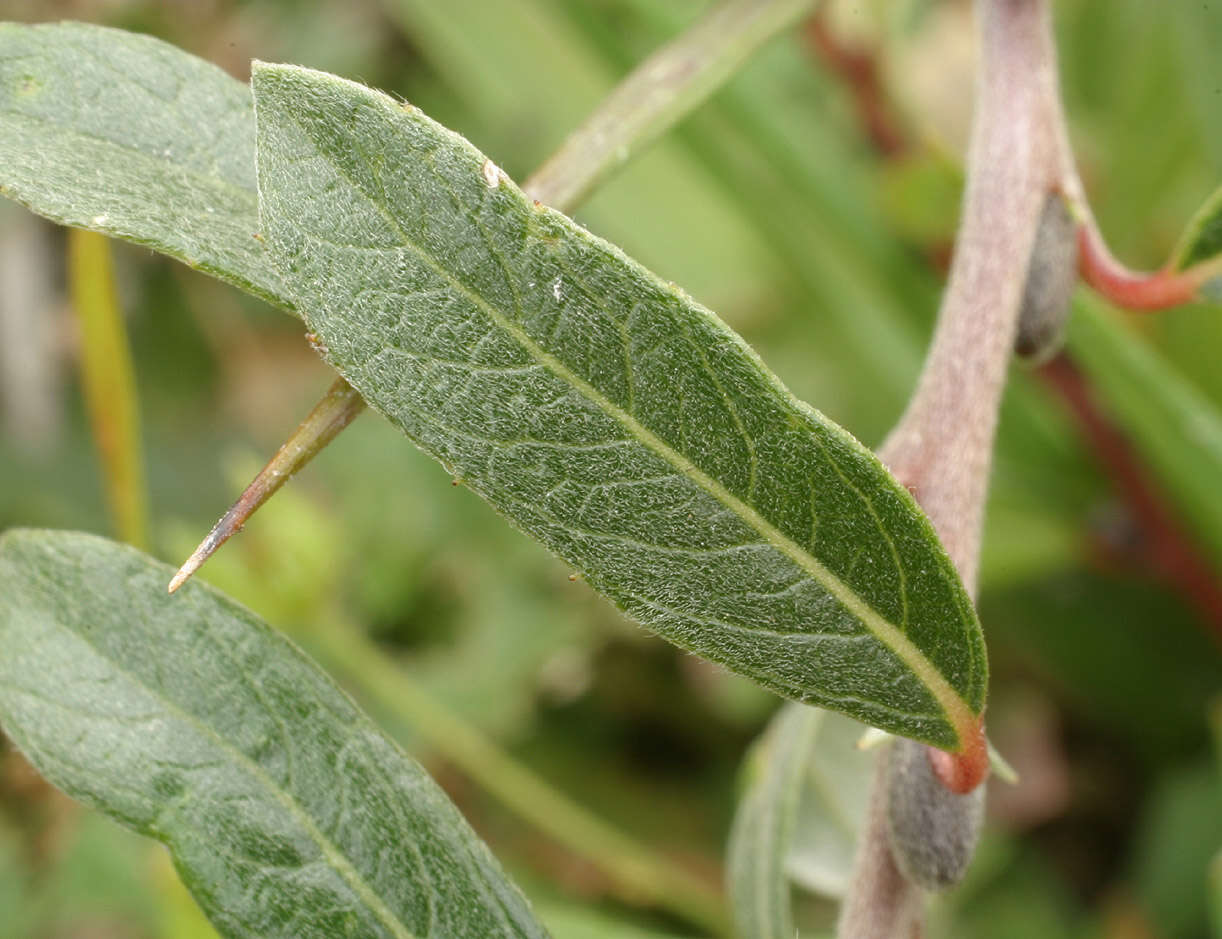 Image of creeping willow