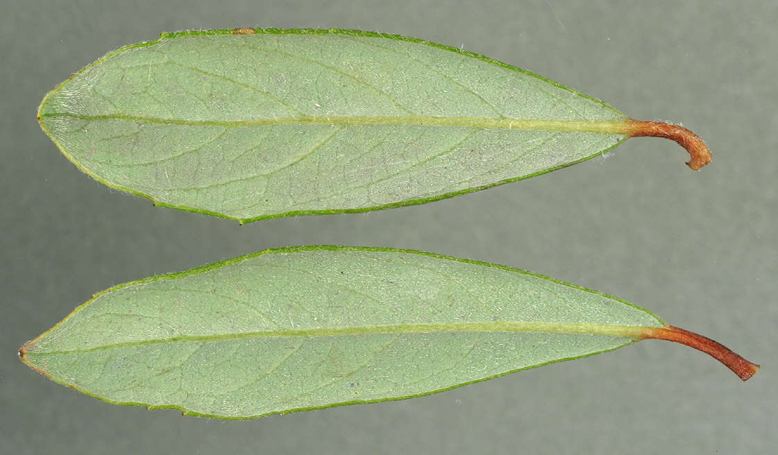 Image of creeping willow