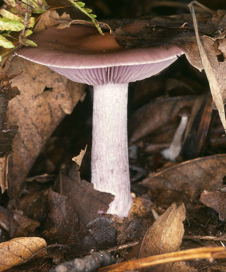 Image of the blewit