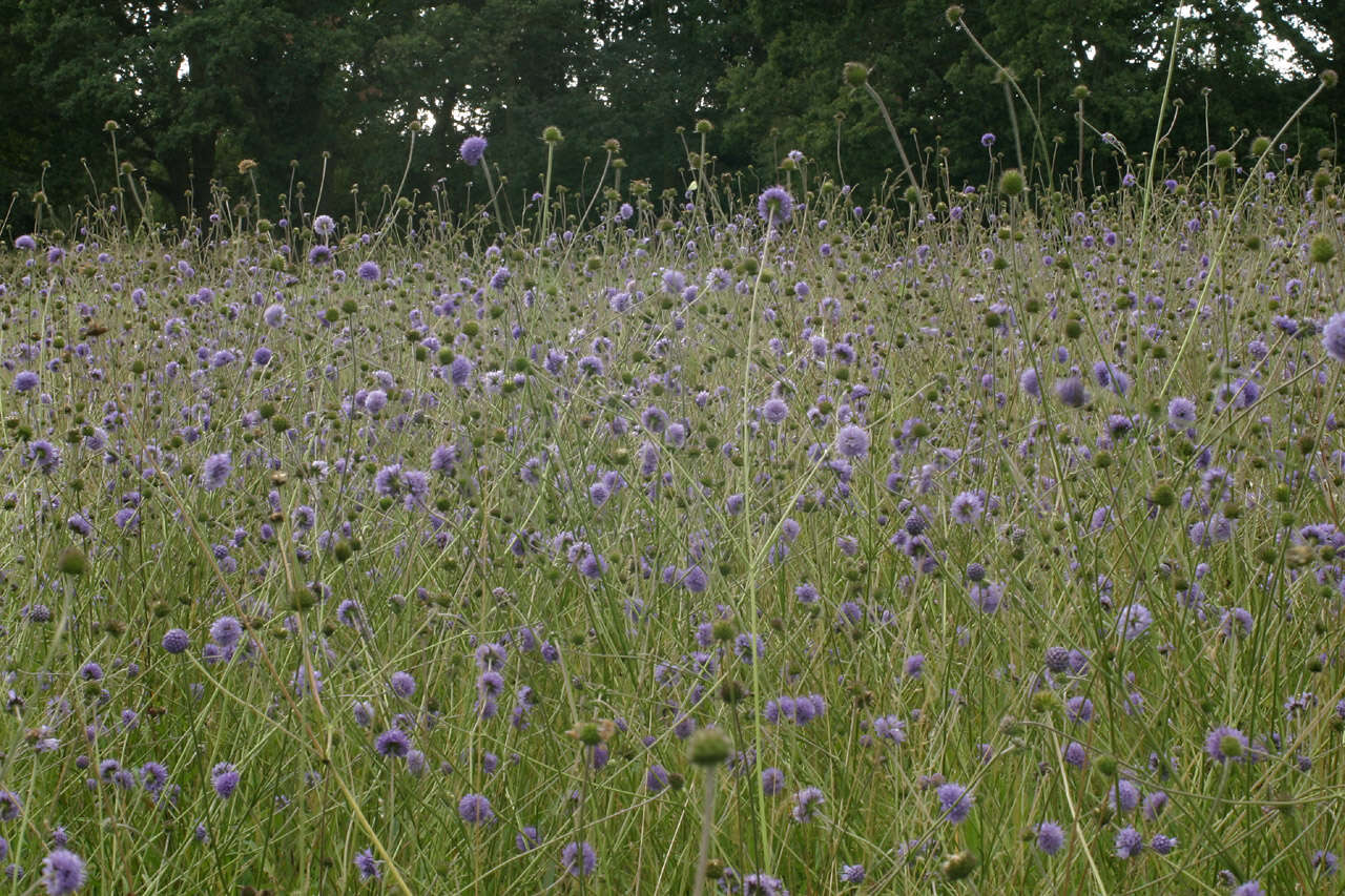 Image of Devil’s Bit Scabious