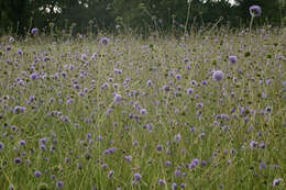 Image of Devil’s Bit Scabious