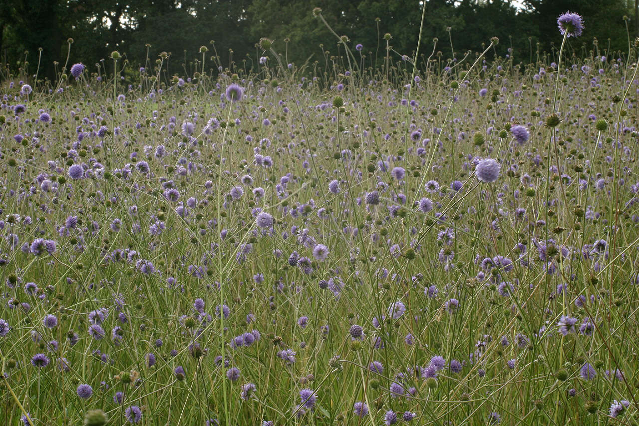 Image of Devil’s Bit Scabious