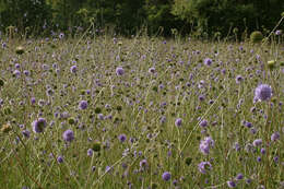 Image of Devil’s Bit Scabious