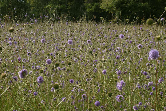 Image of Devil’s Bit Scabious